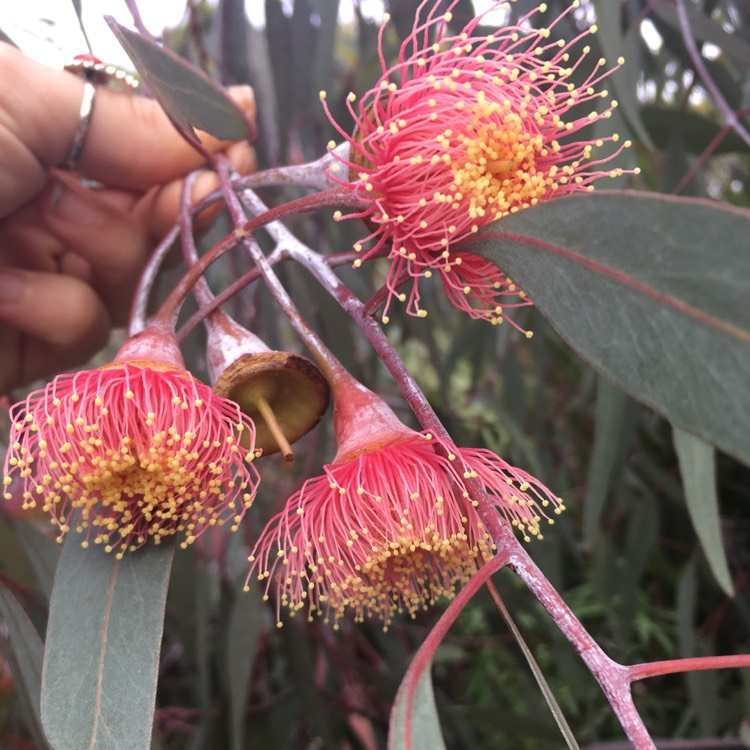 Plant image Eucalyptus caesia 'Silver Princess'