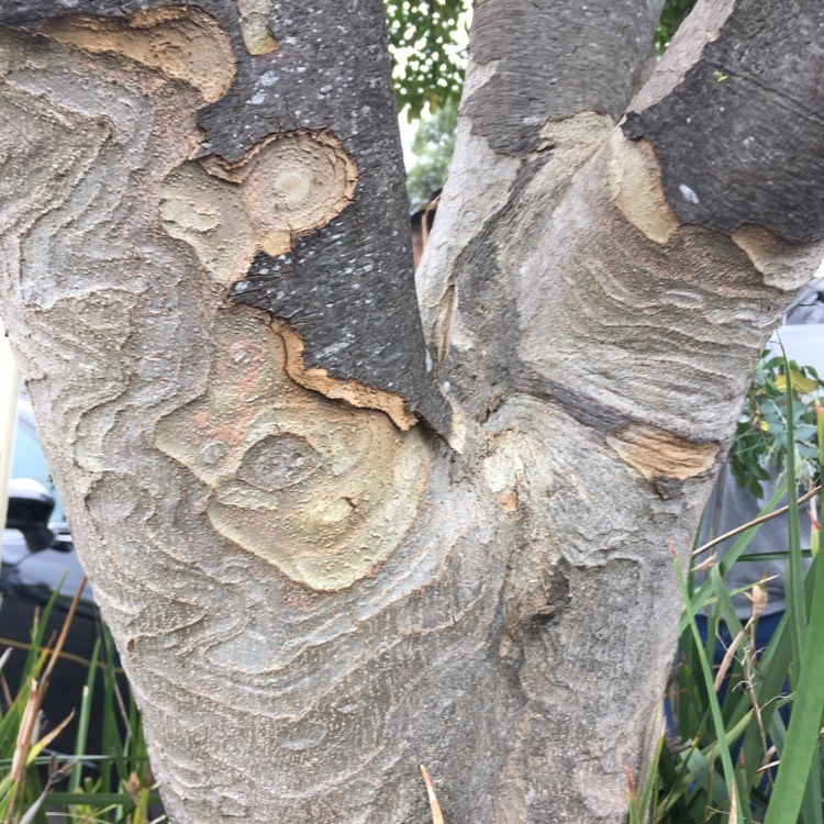 plant image 701110