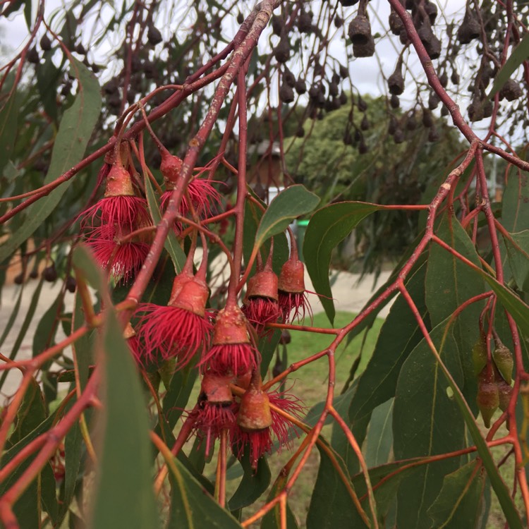 Plant image Eucalyptus leucoxylon subsp. megalocarpa 'Rosea'
