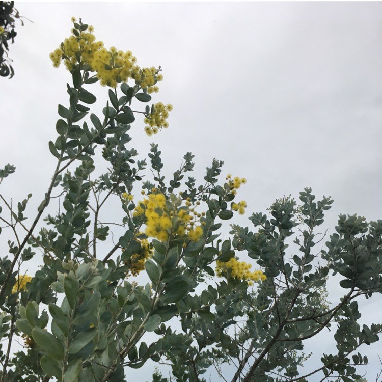 Plant image Acacia podalyriifolia