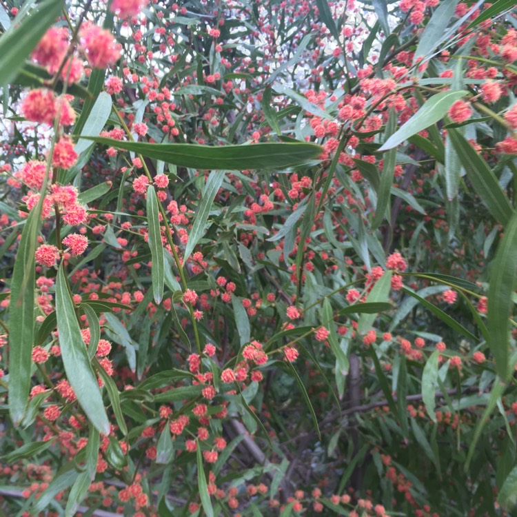 Plant image Acacia leprosa 'Scarlet Blaze'