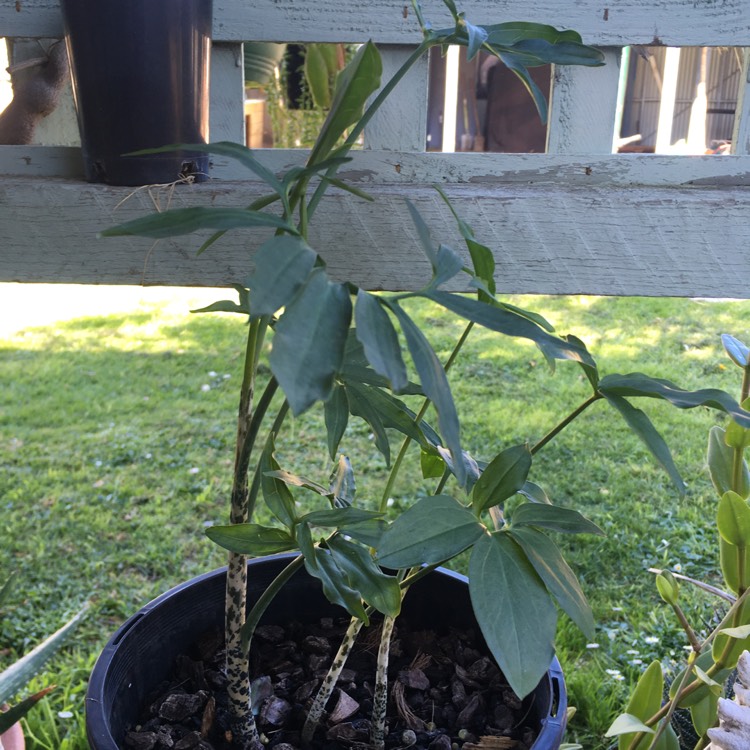 plant image 846846 plant image 846846