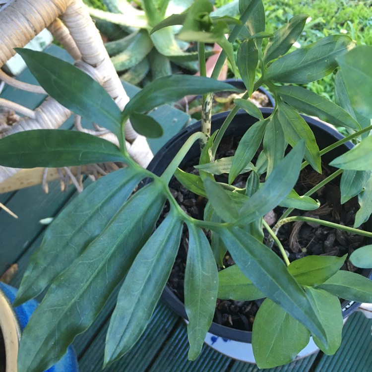 plant image 846847 plant image 846847