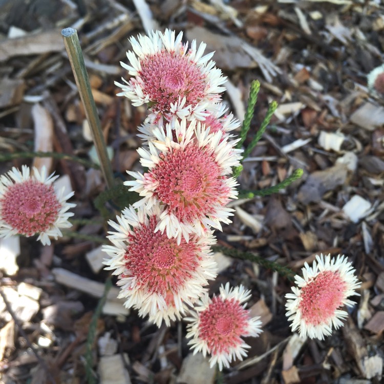 plant image 869507