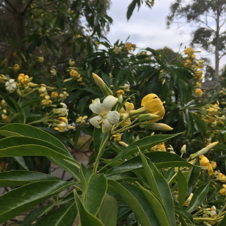 Plant image Hymenosporum flavum