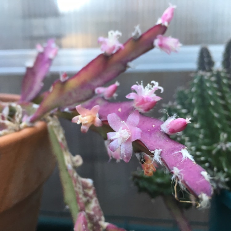 Plant image Lepismium cruciforme