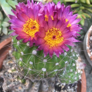 Notocactus ubelmannianus syn. Parodia werneri