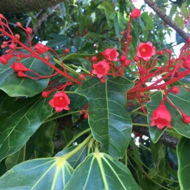 Brachychiton acerifolius