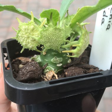 Dorstenia foetida