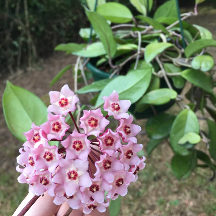Plant image Hoya Carnosa