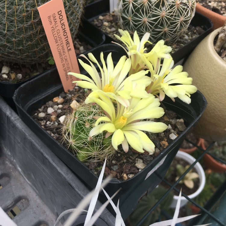 Plant image Mammillaria sphaerica syn. Mammillaria longimamma var. sphaerica