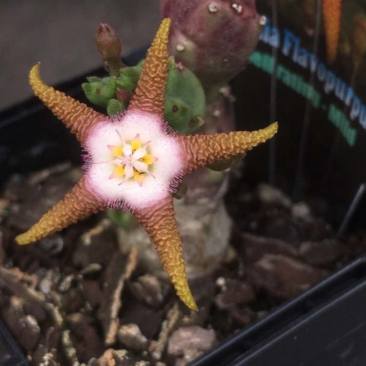 plant image 938488