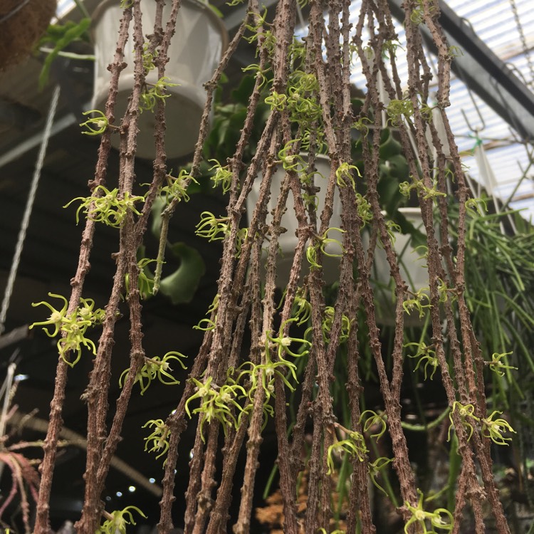 Plant image Cynanchum marnierianum