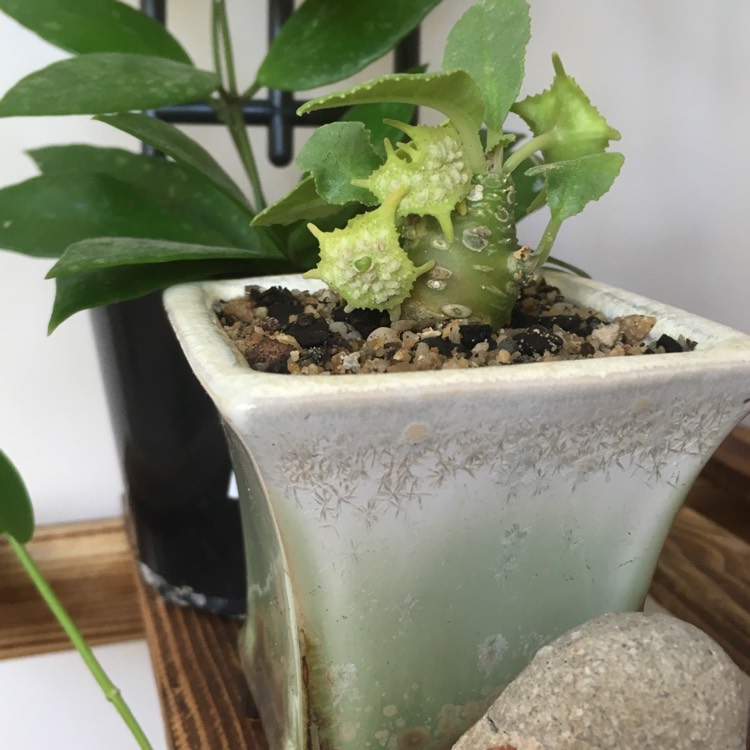 Plant image Dorstenia foetida