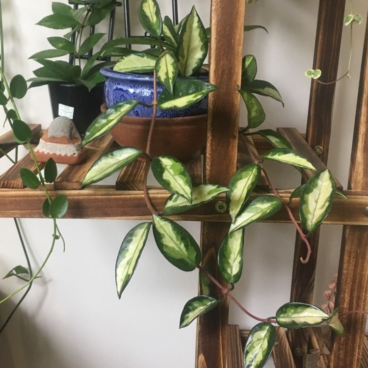 Plant image Hoya carnosa 'Rubra'