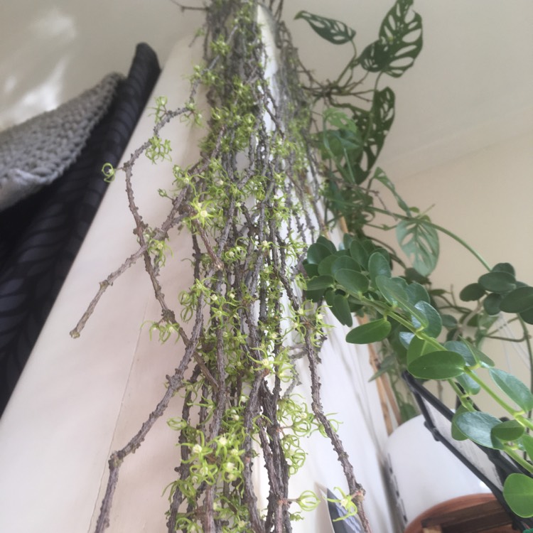 Plant image Cynanchum marnierianum