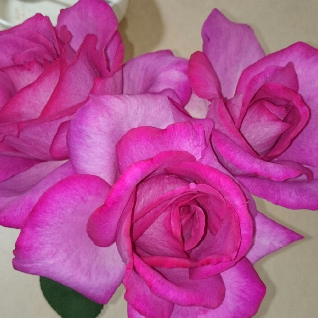 Rose 'Parole' (Hybrid Tea)