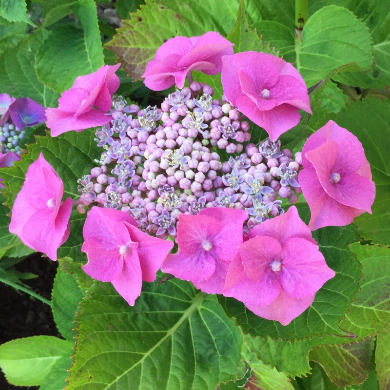 plant image 172803