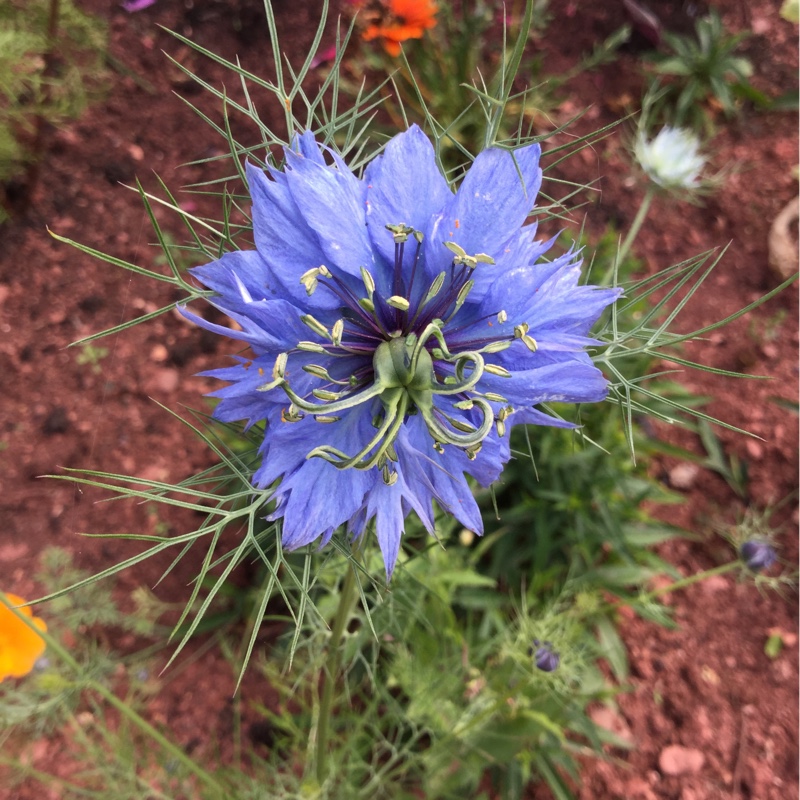 Plant image Centaurea cyanus 'Blue Diadem'