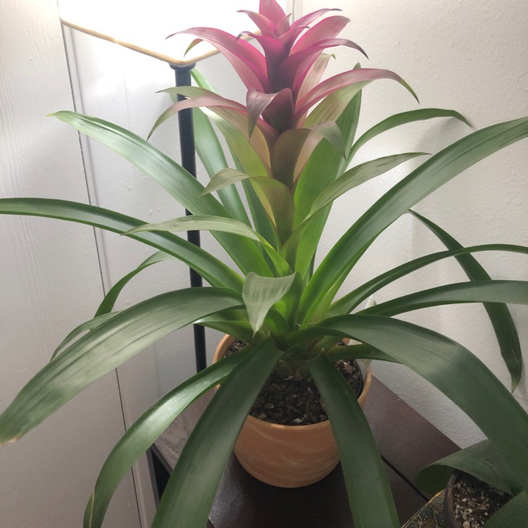 plant image 1170518