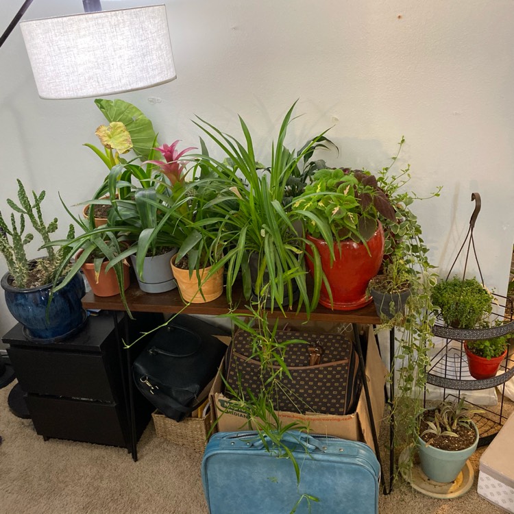 plant image 1213144