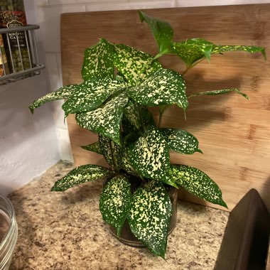 Gold Dust Dracaena