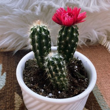 Echinopsis Cactus