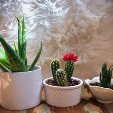 Euphorbia (Succulents)