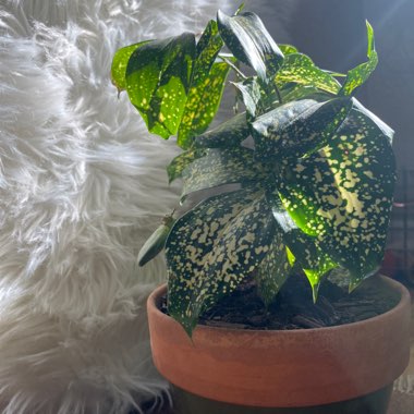 Gold Dust Dracaena