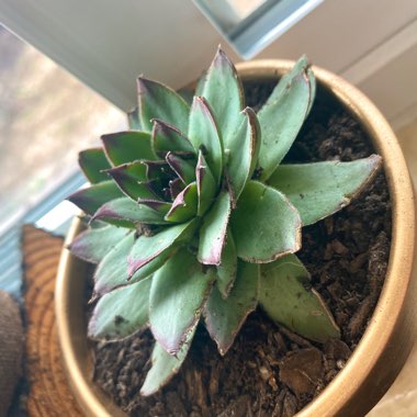 Kimberly's garden
