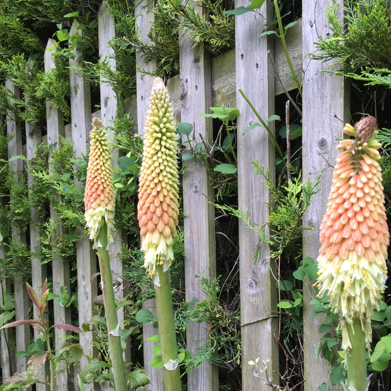 Plant image Kniphofia 'Atlanta'