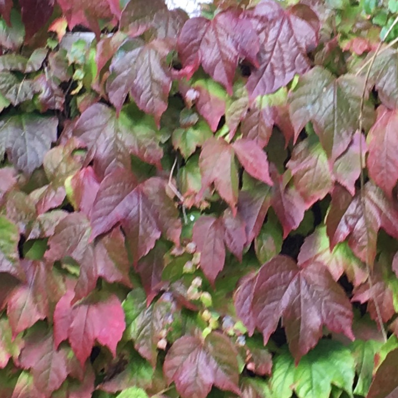 Plant image Parthenocissus tricuspidata syn. Ampelopsis hoggii ; Ampelopsis tricuspidata