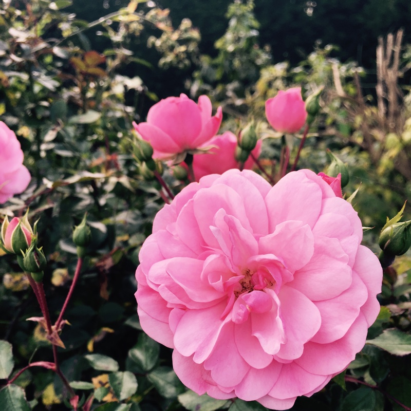 Rosa 'Adelaide D'orleans'