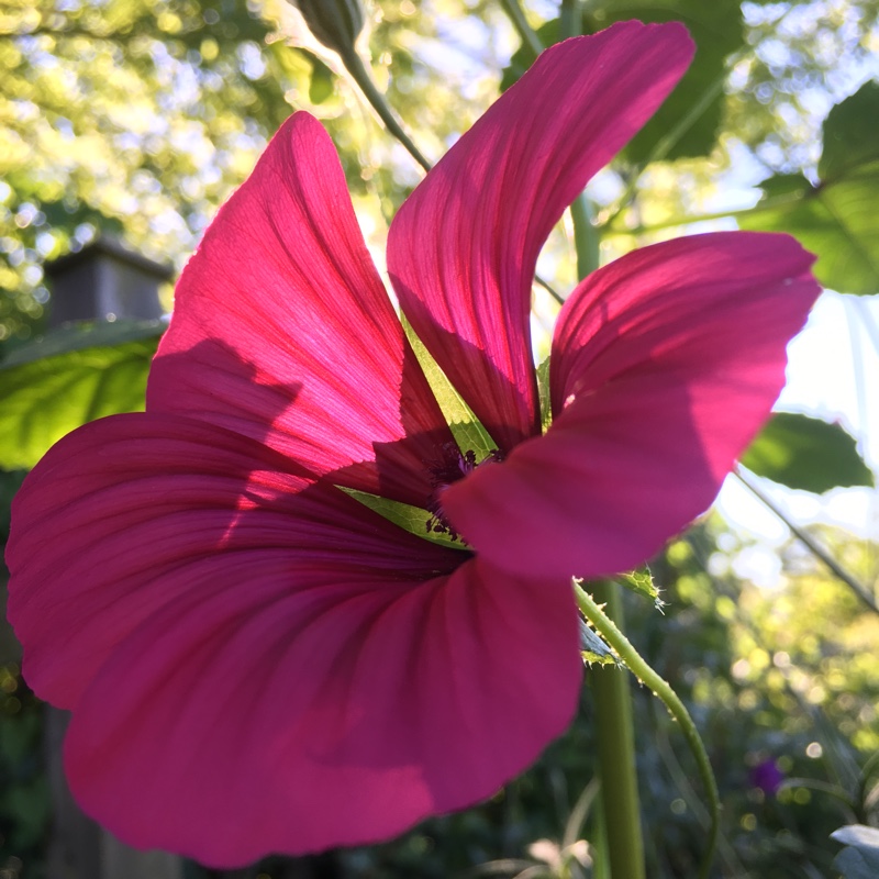 Plant image Lavatera x clementii 'Rosea'