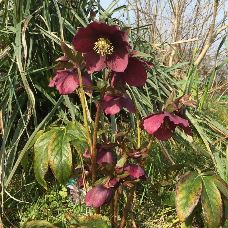 Plant image Helleborus purpurascens