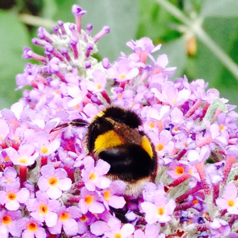 Plant image Buddleja davidii 'Fascinating'