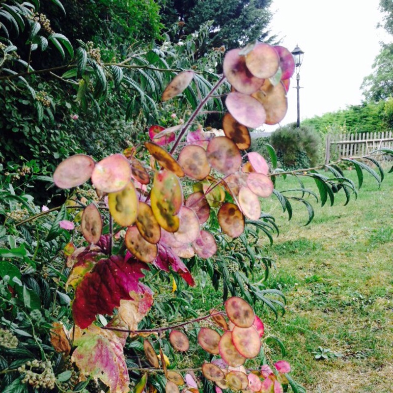 plant image 6321