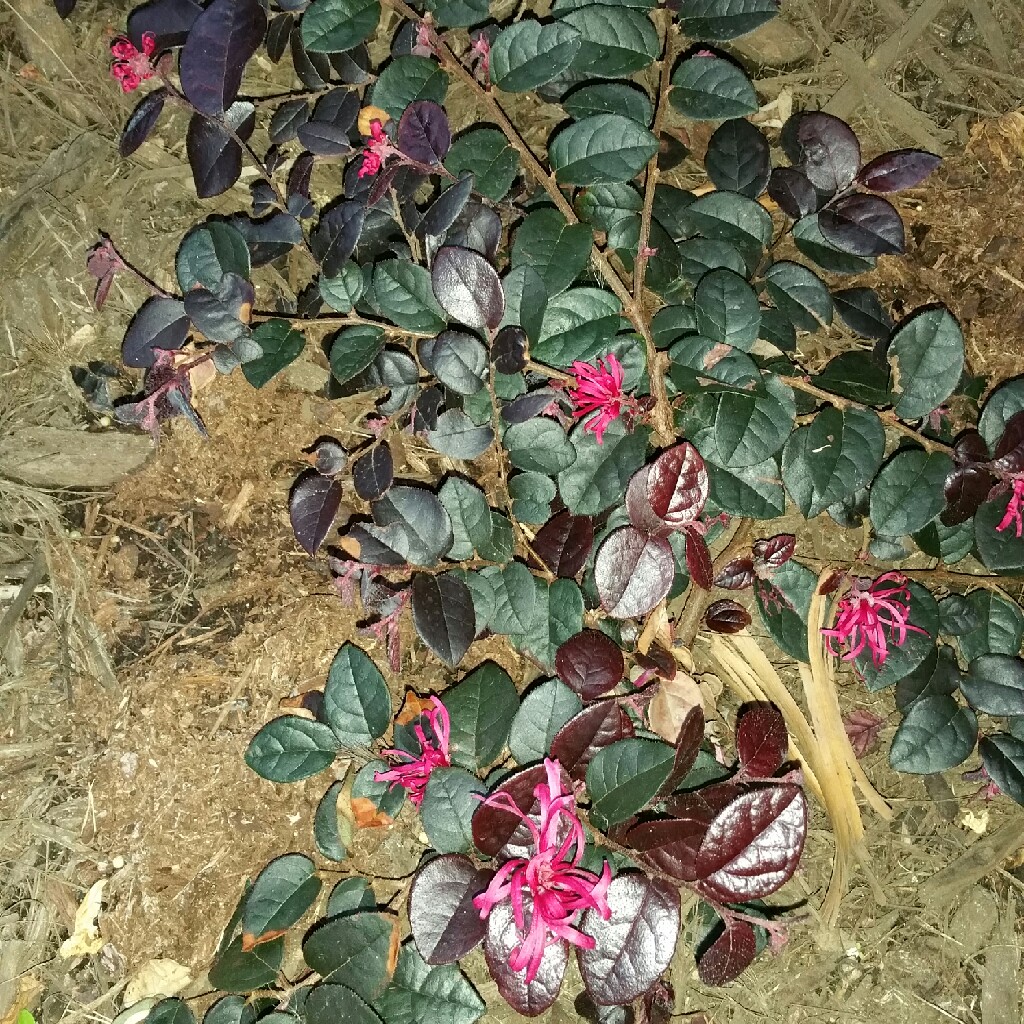 Plant image Loropetalum chinense 'Plum Gorgeous'