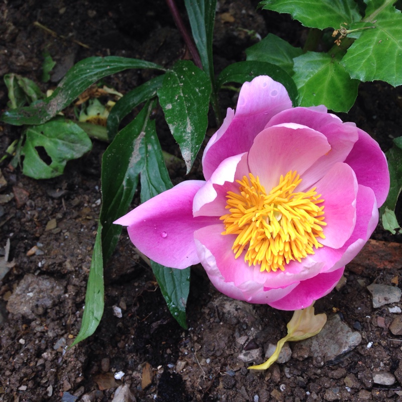 Delavay Peony