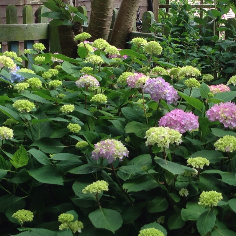 Hydrangea 'Altona'