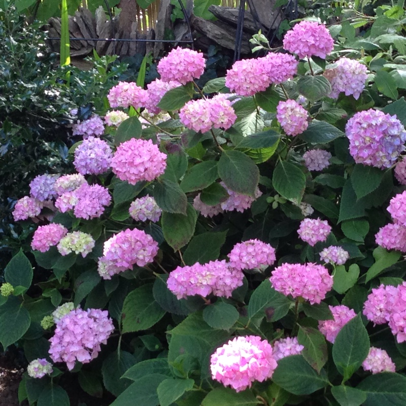 Hydrangea 'Altona'