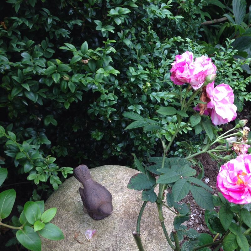 Jane's garden