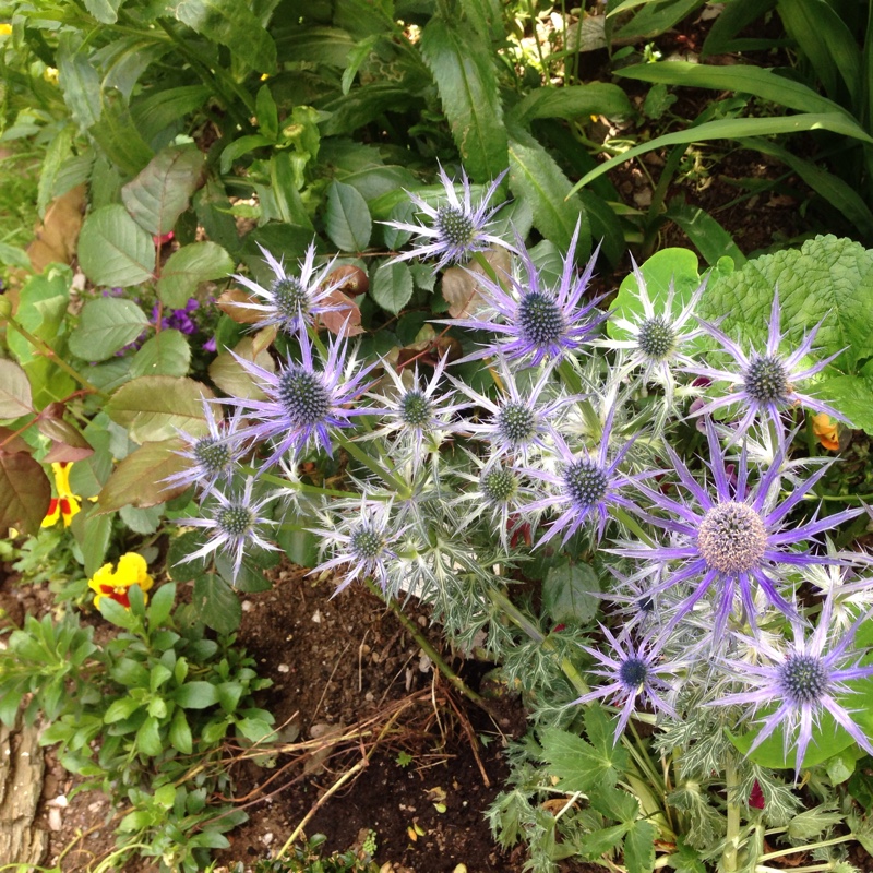 Sea Holly 'Jos Eijking'