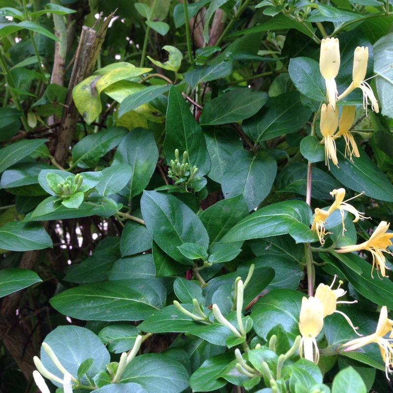 Honeysuckle