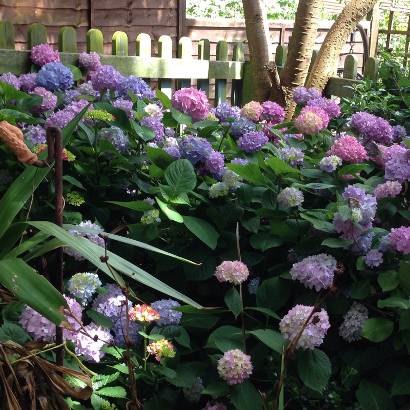 Hydrangea 'Altona'