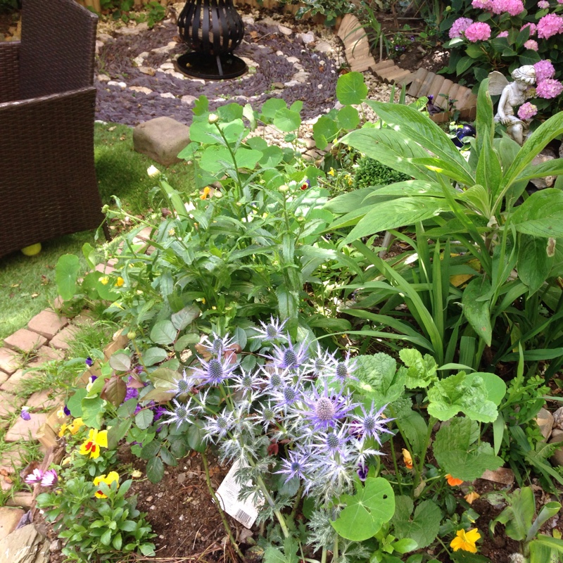 Jane's garden