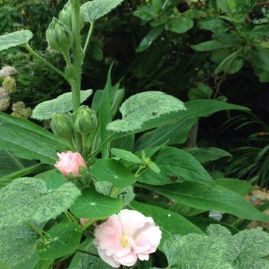 Hollyhock