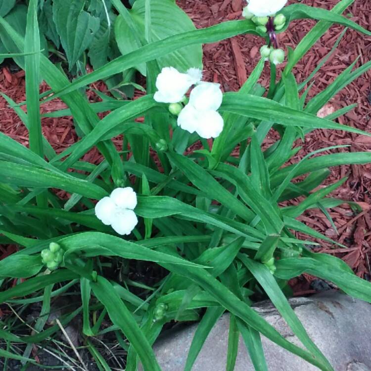 plant image 438598