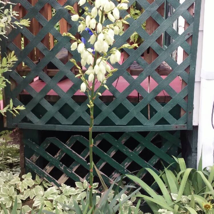 plant image 454551