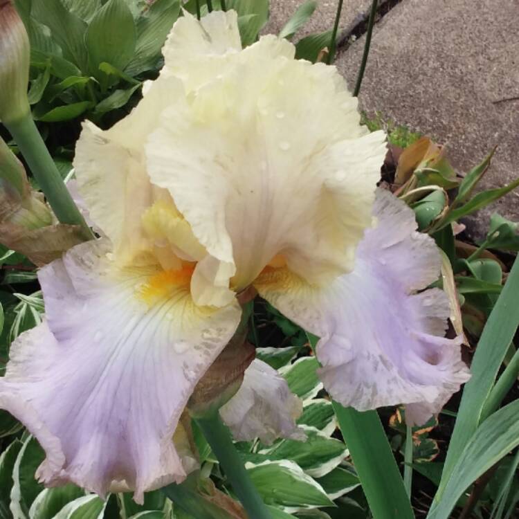 plant image 457585
